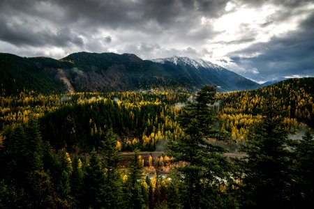 Flathead River- Larch