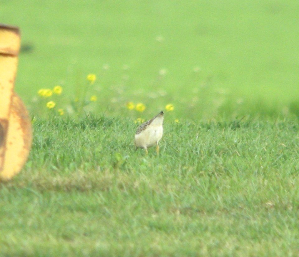 Buff-breasted Sandpiper (juvenile), 1 of 4, Capac Rd. sod farm, Capac, MI, September 25, 2011