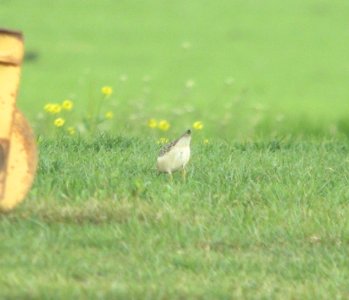 Buff-breasted Sandpiper (juvenile), 1 of 4, Capac Rd. sod farm, Capac, MI, September 25, 2011
