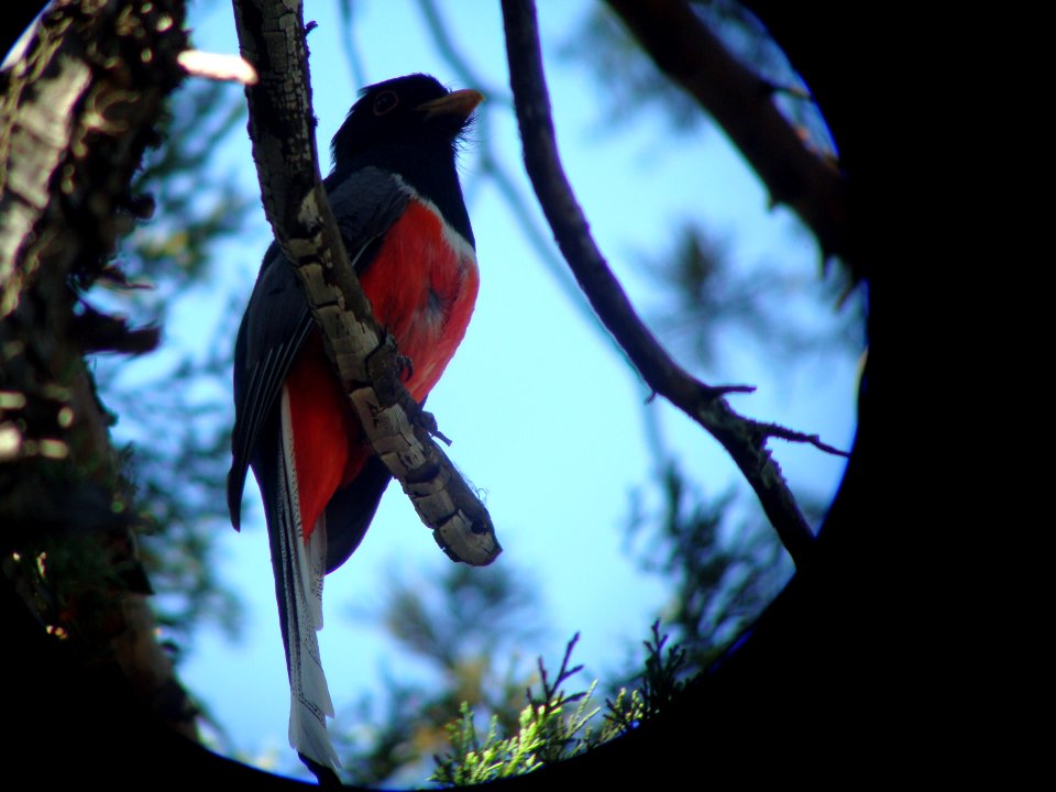 Elegant Trogon, Hopkins trail, Madera Canyon, AZ, May 12, 2008