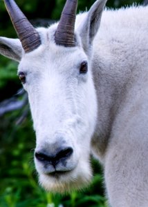 Goat