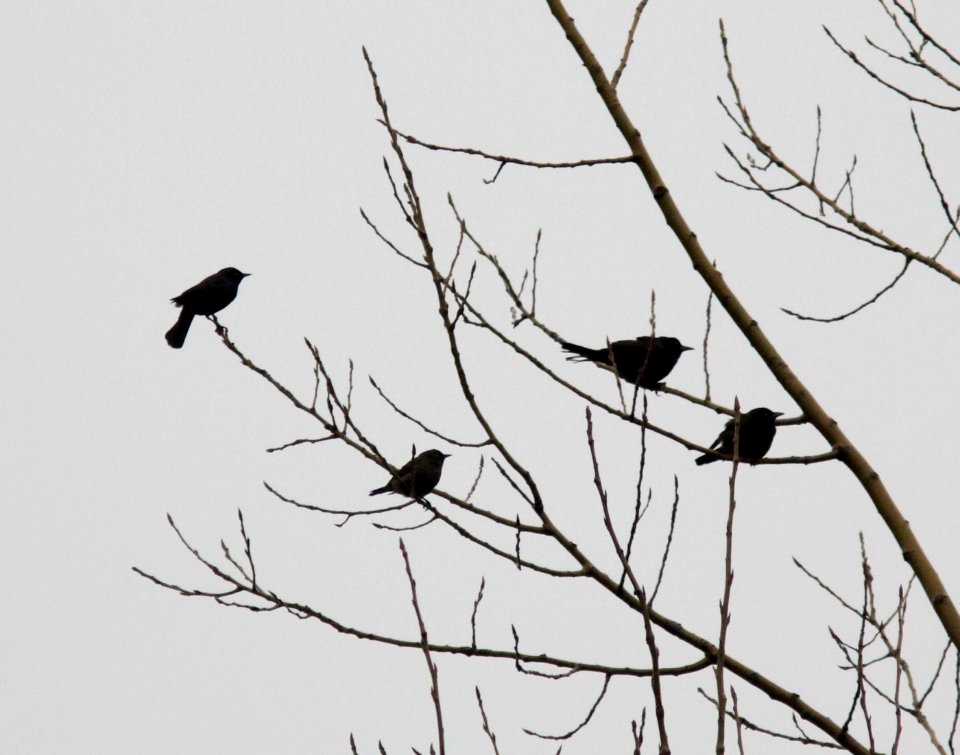 Rusty Blackbirds (with Common Grackles), Patterson and 92nd St., Kent Co. MI, 11 April 2013