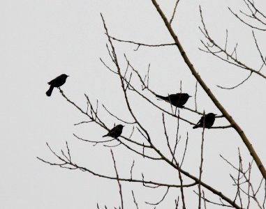 Rusty Blackbirds (with Common Grackles), Patterson and 92nd St., Kent Co. MI, 11 April 2013