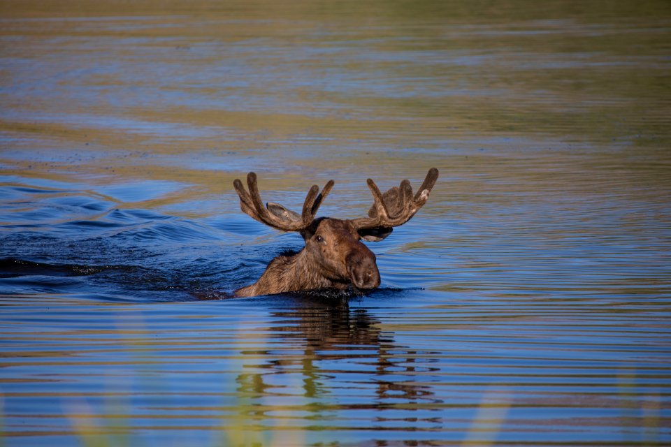 Bull Moose photo