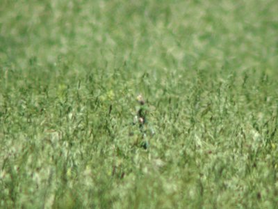 Dickcissel, Brigder, MT