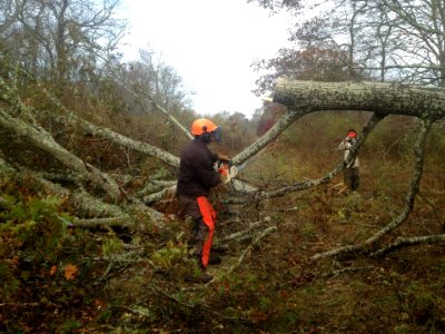 Trail clearing at the Ninigret National Wildlife Refuge (RI)