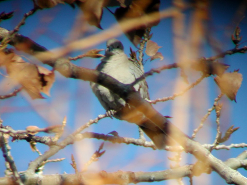 Eurasian Collared-Dove, Fairfield, MT