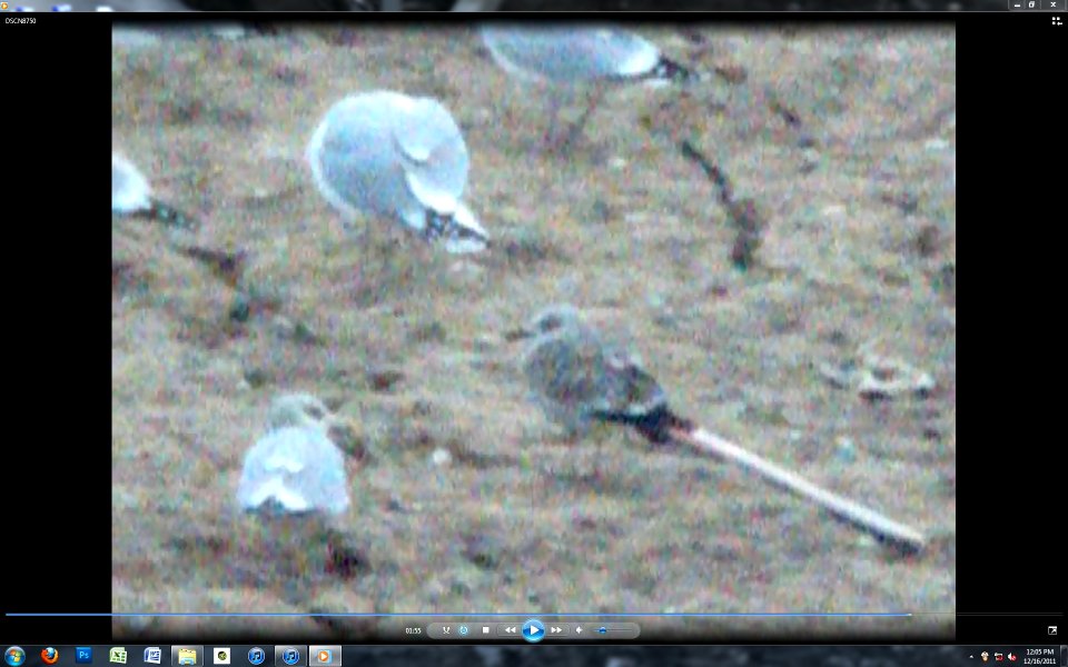 presumed Lesser Black-backed Gull (1st cycle?)
