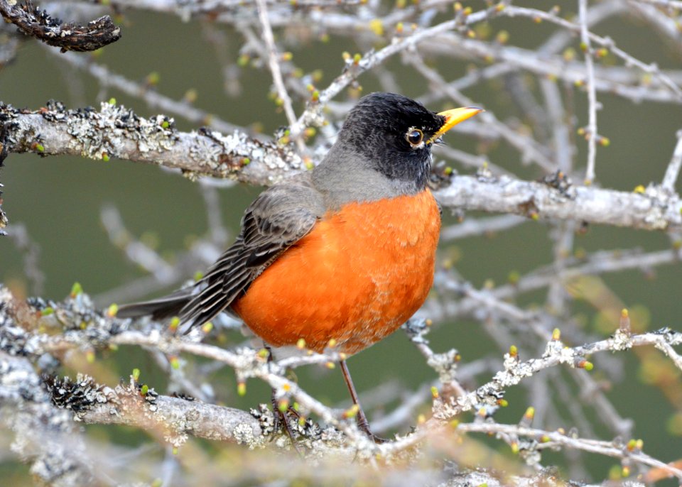 Robin (Turdus migratorius)