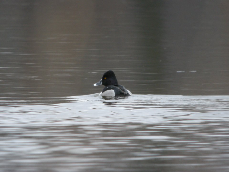 Ring-necked Duck