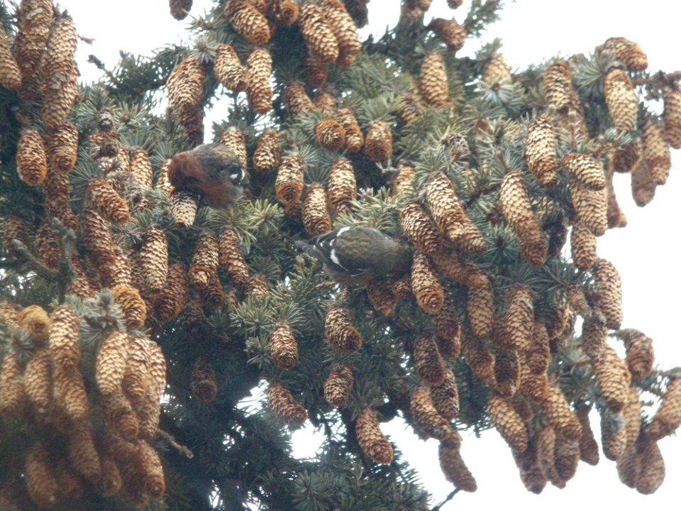 White-winged Crossbills, Elmwood Cemetery, Cedar Springs, MI, January 9, 2012
