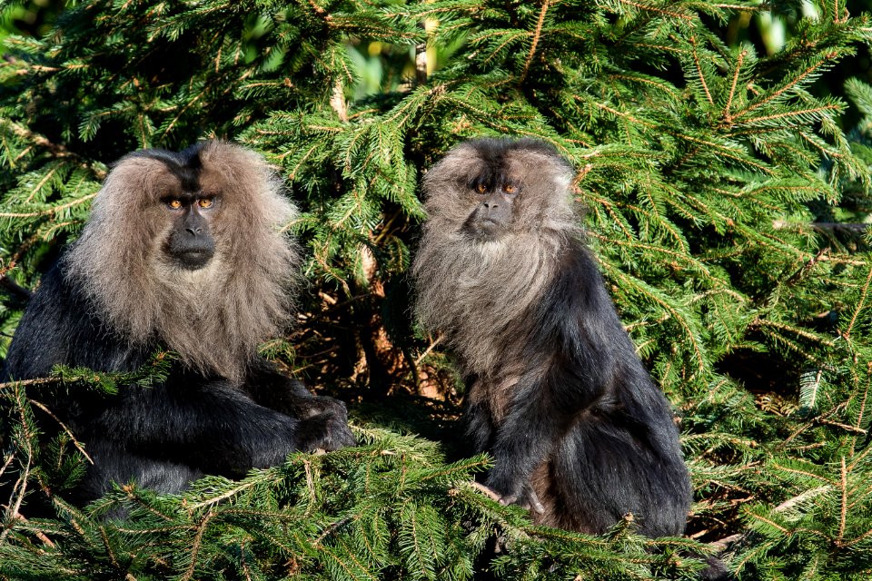 Lion-tailed macaque 2016-01-08-00115 photo