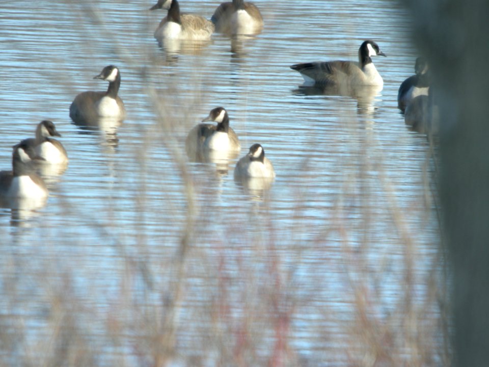 Cackling Goose, Lincoln Lake, , Kent Co., MI, January 21, 2012