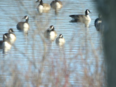 Cackling Goose, Lincoln Lake, , Kent Co., MI, January 21, 2012 photo