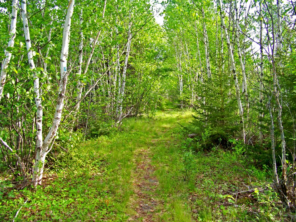 Moosehorn in spring