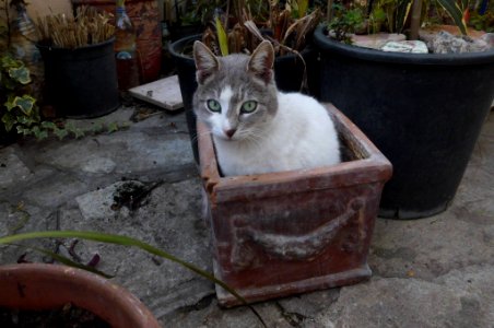 cat in a pot photo