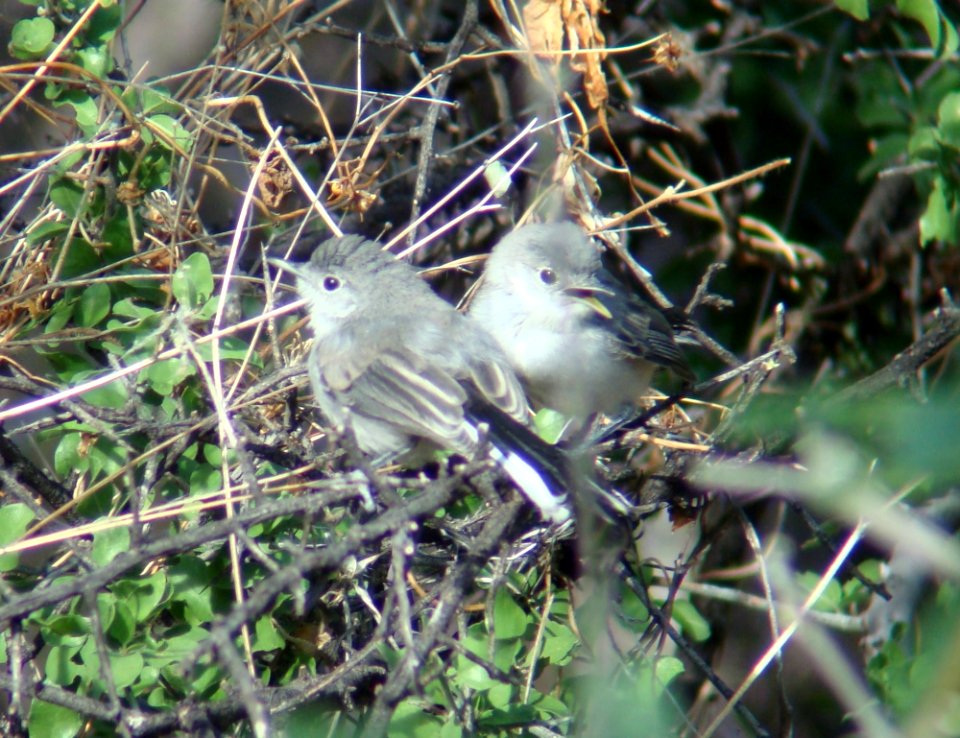 Black-capped Gnatcatchers, Proctor Rd, Madera Canyon, AZ, May 13, 2008