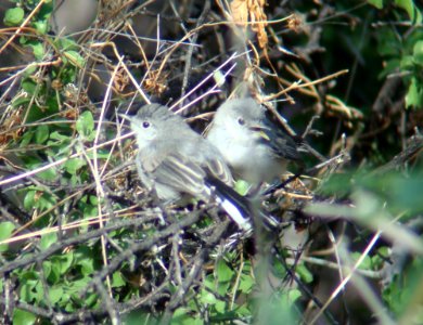 Black-capped Gnatcatchers, Proctor Rd, Madera Canyon, AZ, May 13, 2008