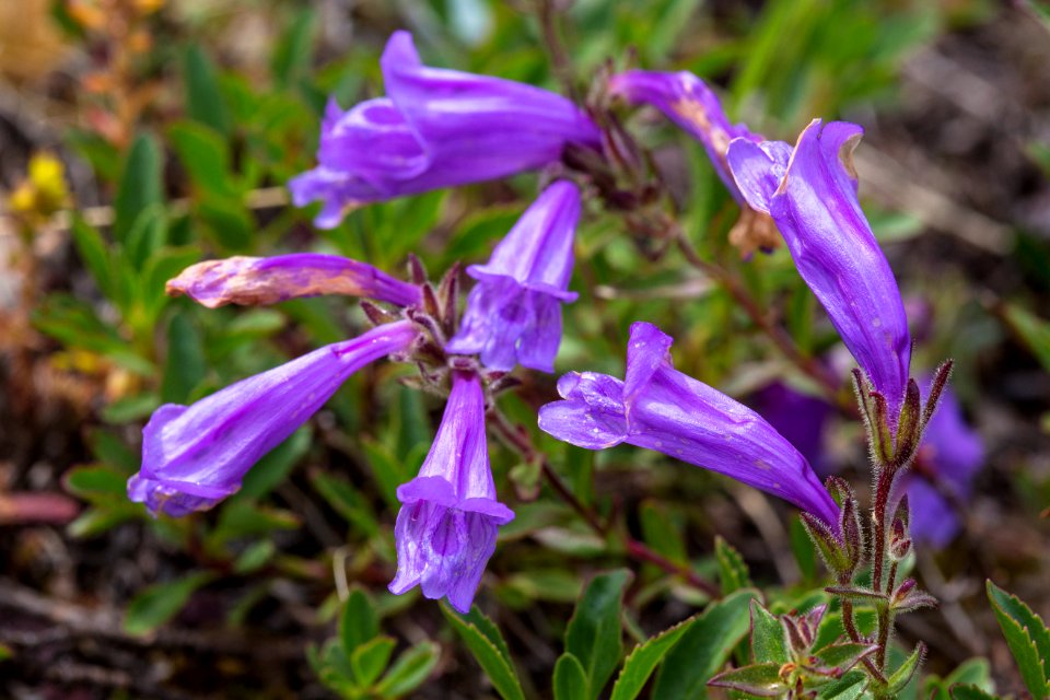 Rocky ledge penstemon (2) - Penstemon ellipticus
