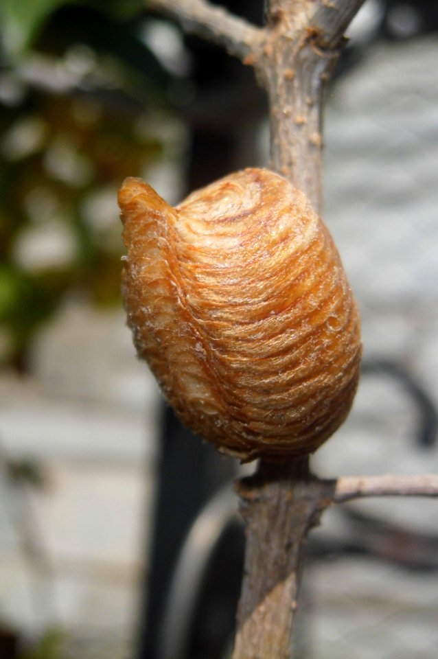 Praying mantis eggs photo