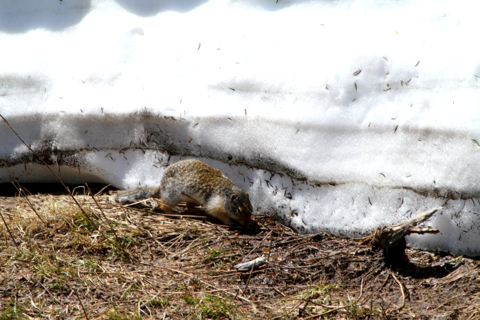 Columbia Ground Squirrel at Logan Pass