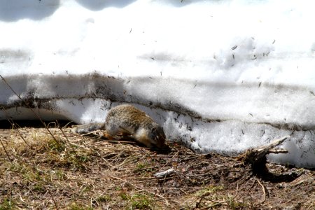 Columbia Ground Squirrel at Logan Pass