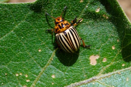 Leptinotarsa decemlineata