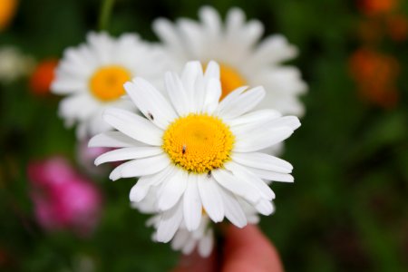 Pollinators