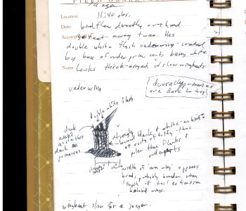 Pomarine Jaeger, Polson, MT, November 16, 2000