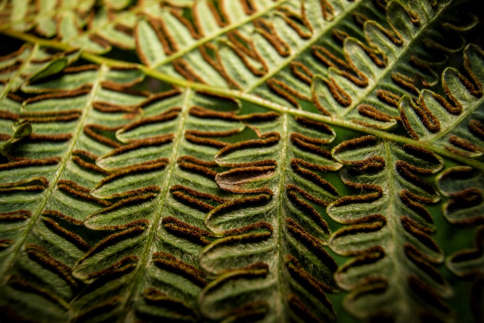 Underside of a Bracken Fern (Pteridium aquilinum)