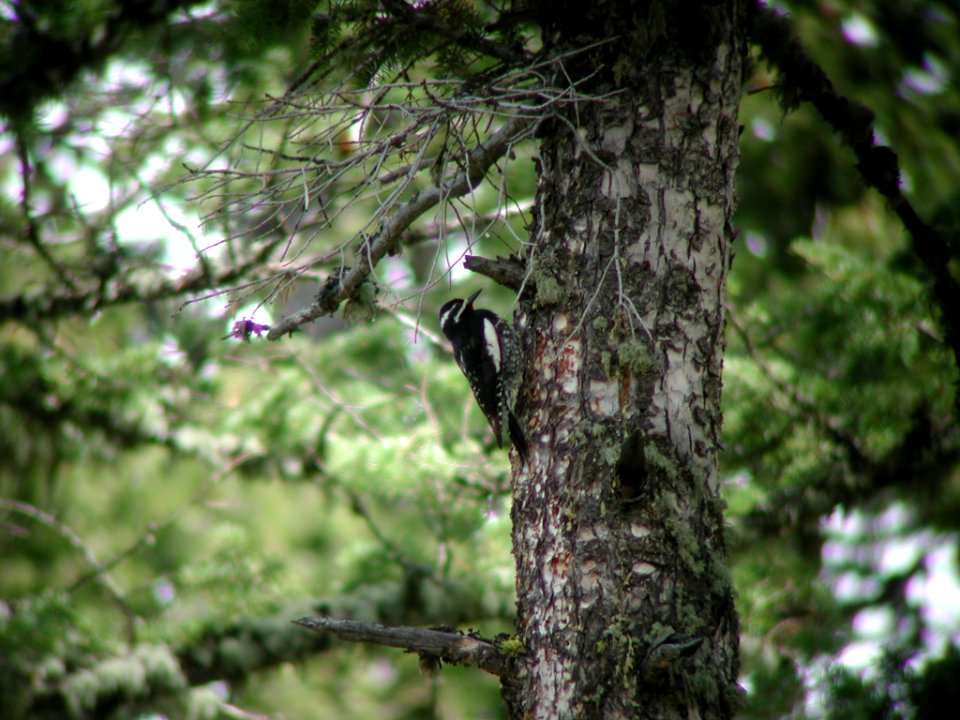 Williamson's Sapsucker, Bozeman, MT