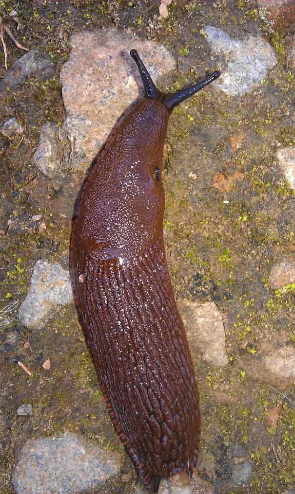 Slimy mucus probe