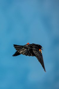 redwinged blackbird photo
