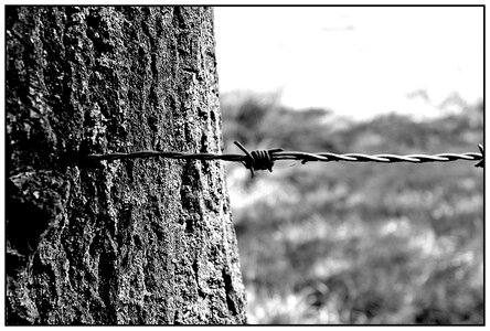 Wire thorn limit photo