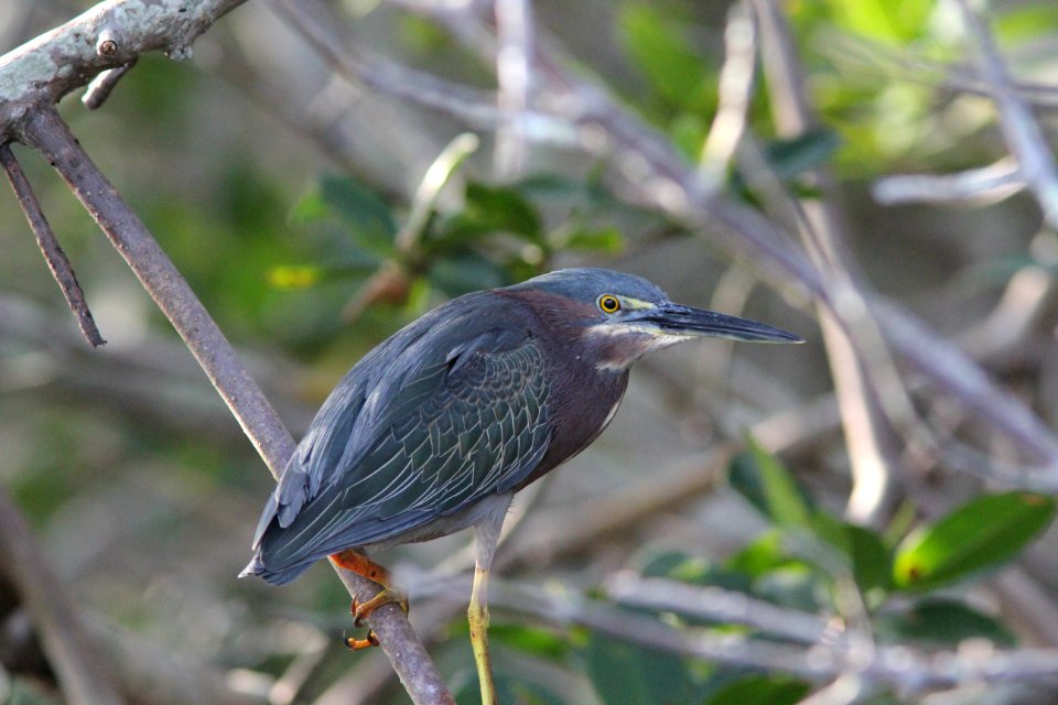 Green Heron, Weedon Island Preserve, FL, March 30, 2012