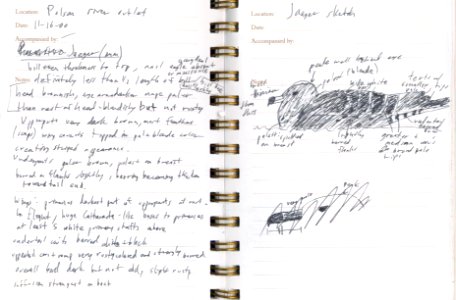 Pomarine Jaeger, Polson, MT, November 16, 2000