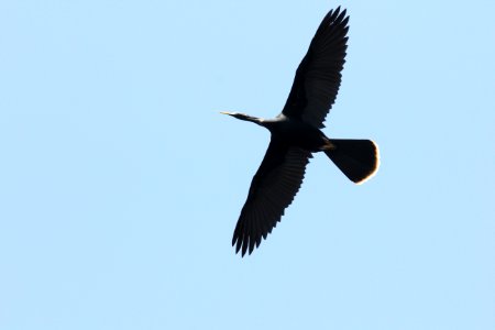 Anhinga, Crystal River FL, March 28, 2012