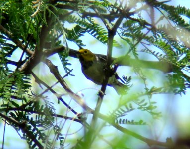 Hermit Warbler, De Anza Trail, Tumacacori, AZ, May 10, 2008