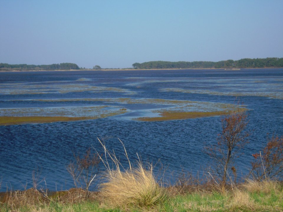 Marsh at Chincoteague National Wildlife Refuge (VA)