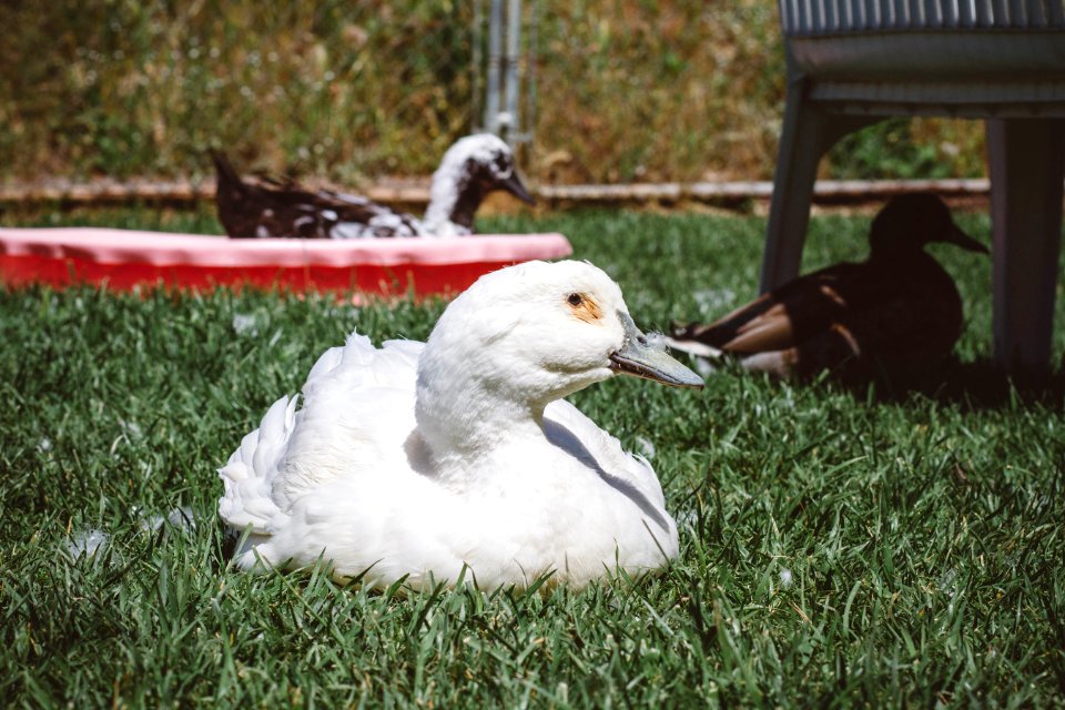 ducks 1194