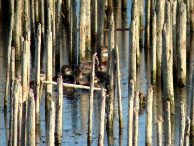 Ruddy Duck brood, Pointe Mouillee SGA, MI