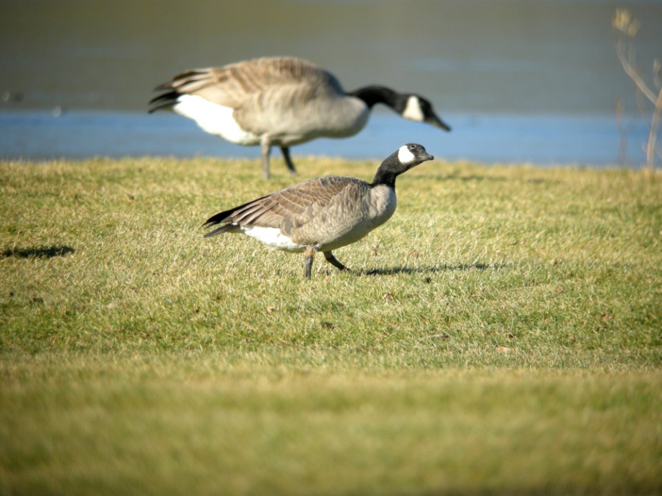 Cackling Goose, Rolling Hills Country Club, Lapeer MI