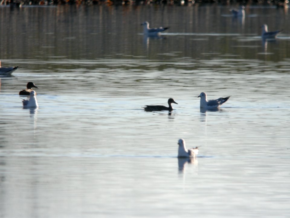 Northern Pintail (hen in silhouette)