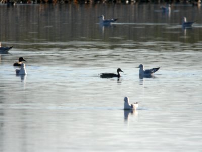 Northern Pintail (hen in silhouette) photo