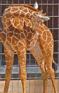 Germany nature animal