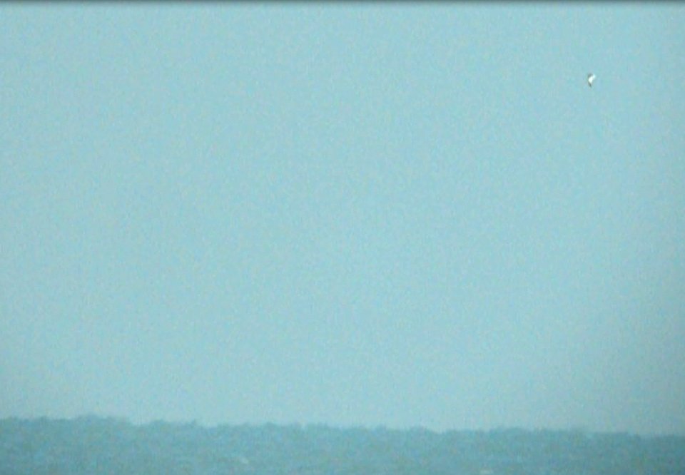 Sabine's Gull (videocapture), 29 October 2011, Miller Beach, IN