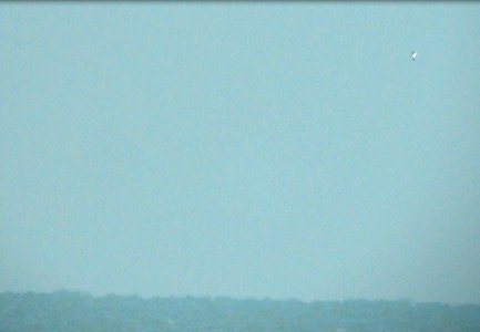 Sabine's Gull (videocapture), 29 October 2011, Miller Beach, IN