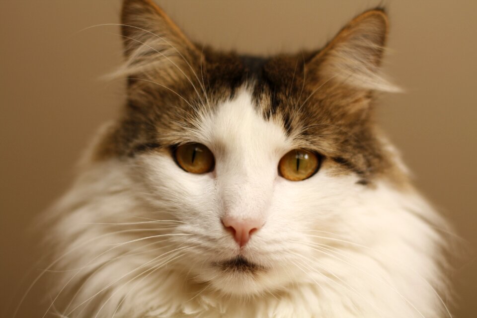 Cat's eyes mieze cat tongue