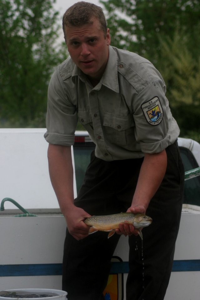 Brook trout