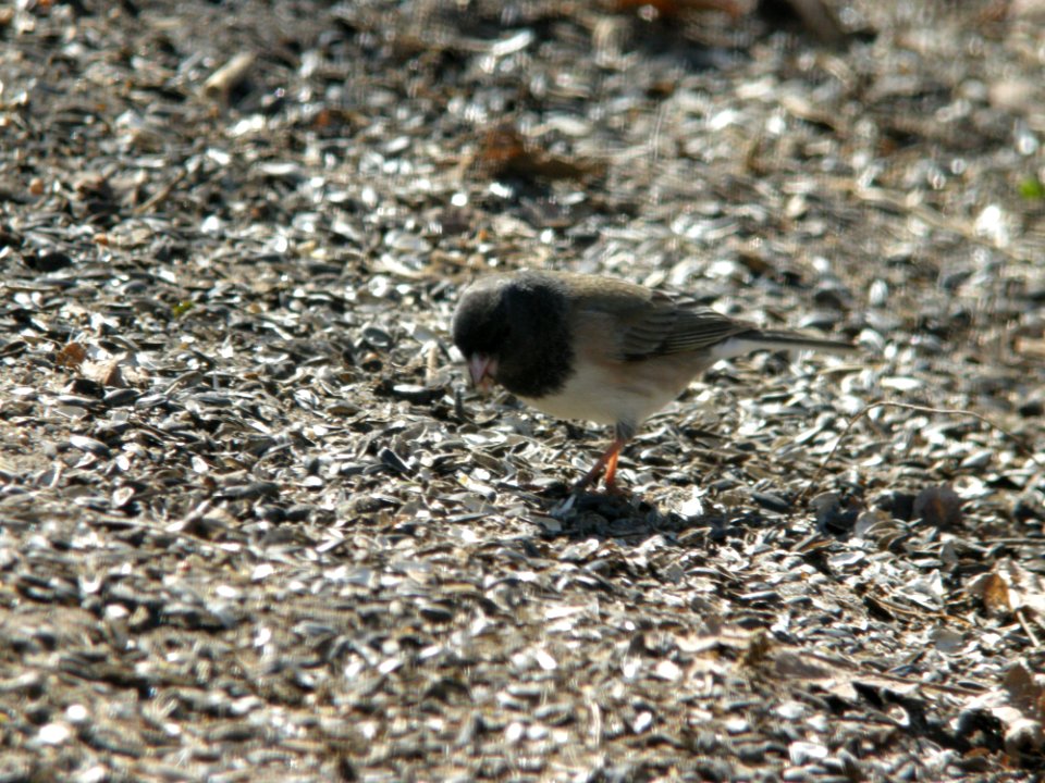 "Oregon" type Dark-eyed Junco, 24 March 2011